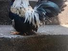 Japanese Bantam Male