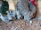Bantam Chickens