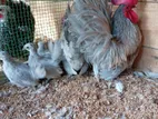 Bantam Chickens