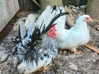 Japanese Bantam