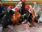 Japanese Bantam