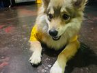 Japanese Spitz Dog