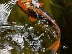 Japenese Koi Fish