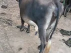 Farm Cow