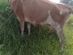Jersey Cow