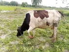 Jercey Cow