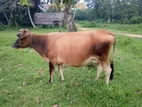 Jersey Cow