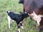 Jersey Cow