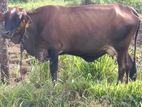 jarcyi cow