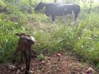 jarcyi cow