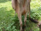 Jersey Cow