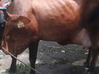 Jarcyi Cow