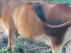 Jersey Cow