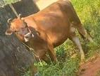 Farm Cow