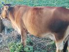 Jercy Cow