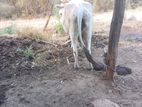 Jersey Cow