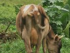 jarcyie cow