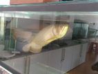 Arawona Fish