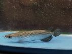 Jardini Arowana Fish