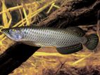 Arowana Fish
