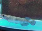 Jardini Arowana Fish
