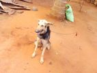 German Shepherd Cross Dog