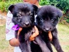 German Shepherd Puppies