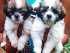 Shih Tzu Puppies
