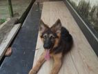 German Shepherd Puppy