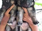 GErman Sheperd Long Coat Pupies