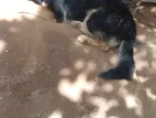 German Shepherd Dog