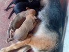 German Shepherd Mix Puppies