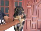 German Shepherd Puppy