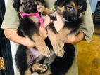 German Shepherds Long Coat Puppies