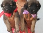 German Shepherd Cross Puppies