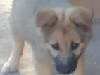 German Shepard Puppy