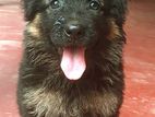 German Shepherd Puppy