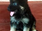 German Shepherd Puppy