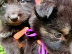 German Shepherd Puppies