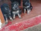 German Shepherd Puppy