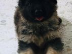 German Shepherd Puppies