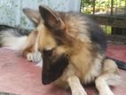German Sherperd Female Dog