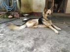 German Sherperd Female Dog
