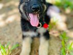 German Shepherd Puppy