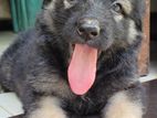 jarmen shepherd puppy