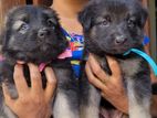 Jarmen Shepherd Puppy