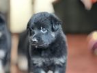 German Shepherd Puppies