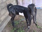 Farm Goat