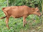 Farm Cow