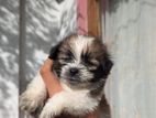 Shih Tzu Puppies